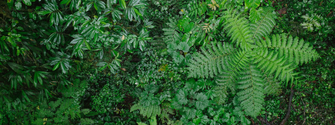 Research reveals the main patterns and predictive models of summer vegetation variations in eastern Siberia