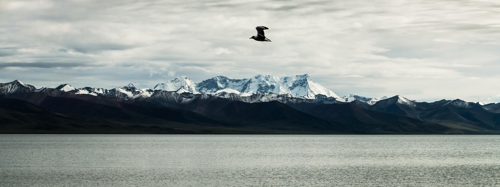 Connection between wintertime total column ozone over the Qinghai Tibetan Plateau and sea surface temperature over the North Pacific